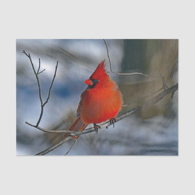 Cardinal Red Winter Photo Tissue Paper (Front)
