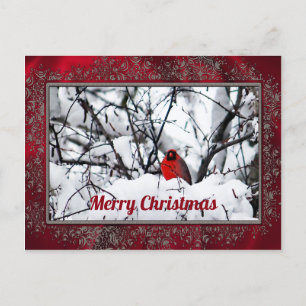 Cardinal Redbird Snow Photo Christmas Postcard
