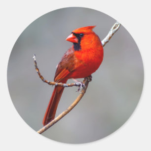 Cardinal Round Sticker
