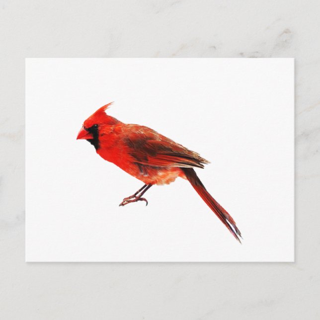 Cardinal(s) Postcard (Front)