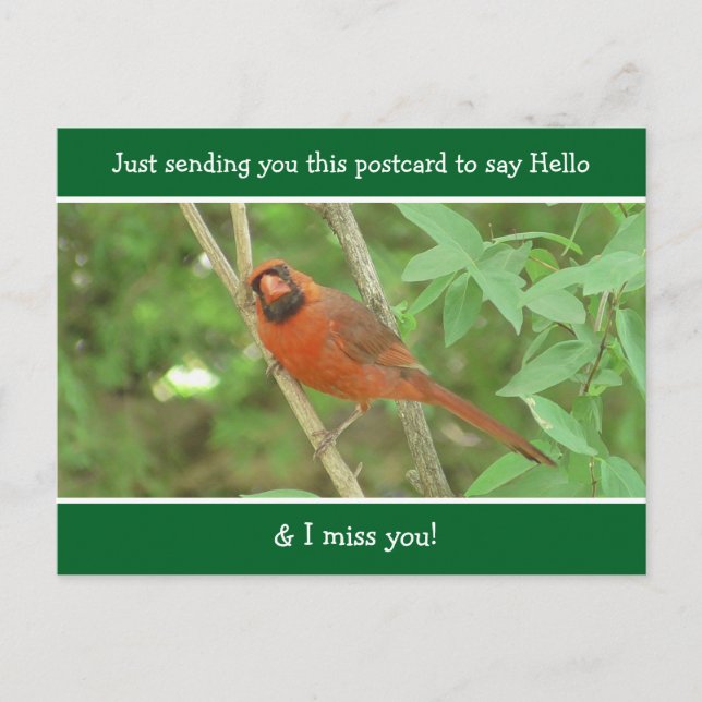 Cardinal  saying Hello and Miss You Postcard (Front)