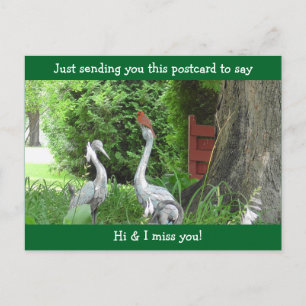 Cardinal  saying Hello and Miss You Postcard