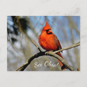 Cardinal (See Ohio) Postcard
