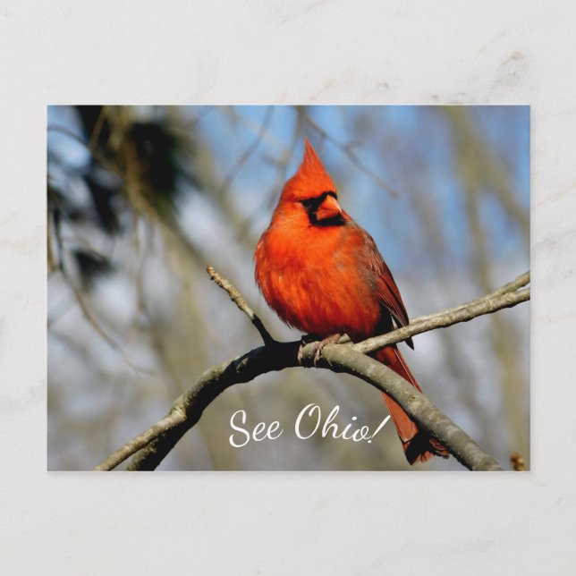 Cardinal (See Ohio) Postcard (Front)