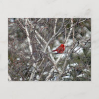 Cardinal Snow Birch Tree Photo