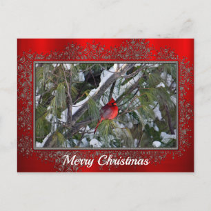 Cardinal Snow Pine Tree Photo Christmas Postcard