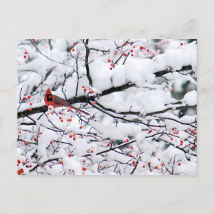 Cardinal Snow Tree Photo Postcard
