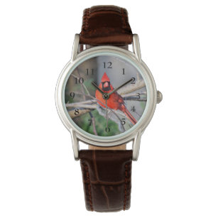 Cardinal Spring Watch