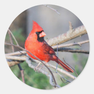 Cardinal Summer Pose Classic Round Sticker