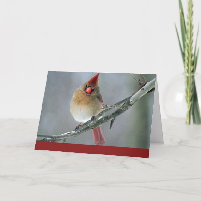 Cardinal Thinking of you Card (Front)