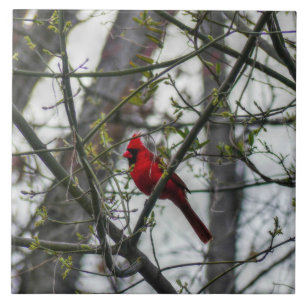 Cardinal Tile