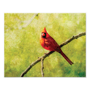 Cardinal Wall Art Print 14x11