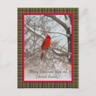 Cardinal with frame holiday postcard