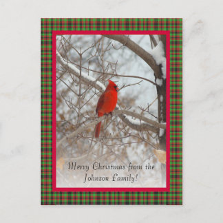 Cardinal with frame holiday postcard