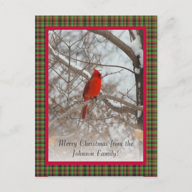 Cardinal with frame holiday postcard (Front)