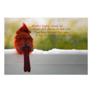 Cardinal with Visitor From Heaven poem 19x13 Photo Print