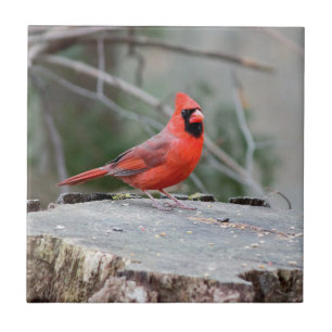 Cardinal Woodland Tile