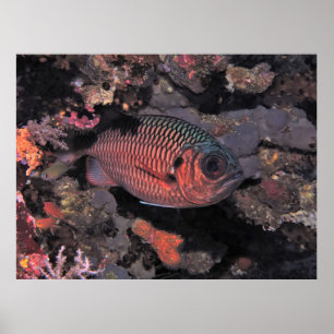 Cardinalfish Poster