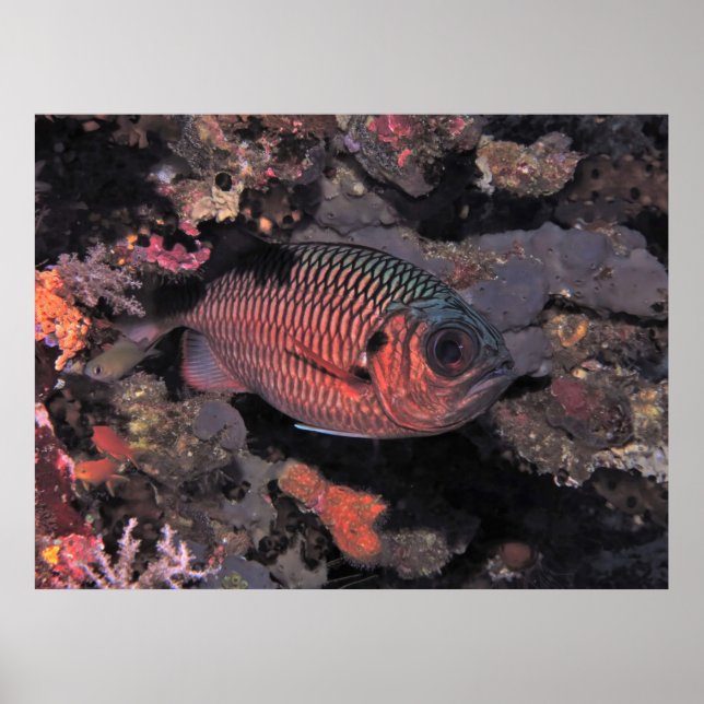 Cardinalfish Poster (Front)