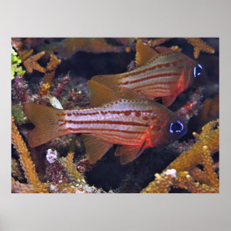 Cardinalfish Poster