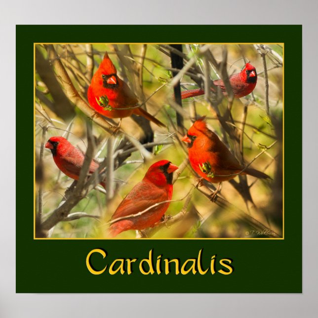 Cardinalis - POSTER - Collage of Cardinals (Front)