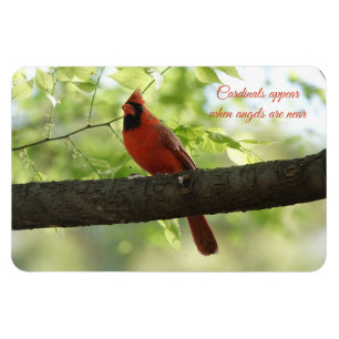 Cardinals appear when angels are near! magnet