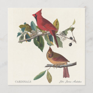 Cardinals by John James Audubon