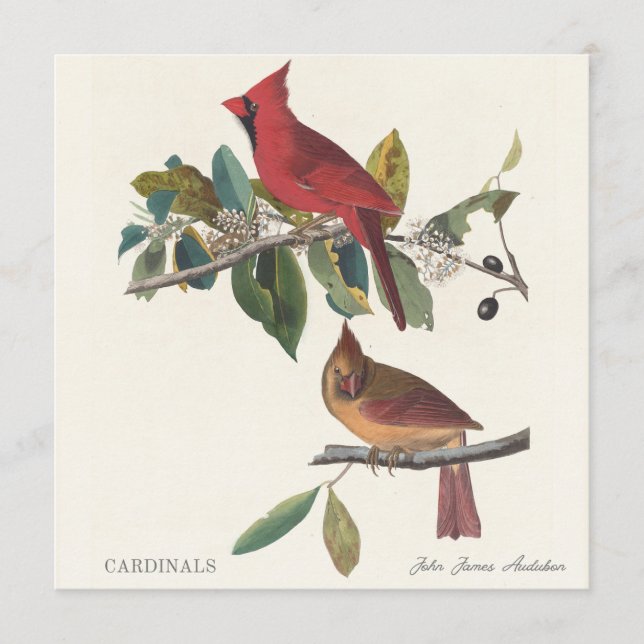 Cardinals by John James Audubon (Front)