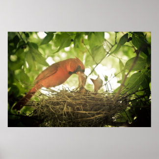 Cardinals Feeding Poster