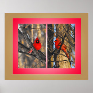 Cardinals in a "Crisp" Winter Morning Poster