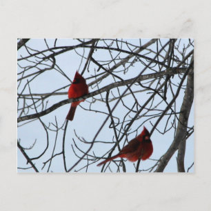 Cardinals in a Tree Postcard