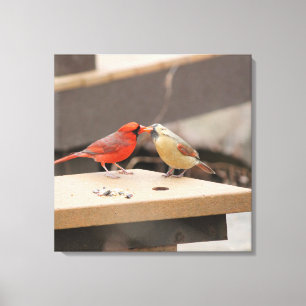 Cardinals Kiss Canvas Print