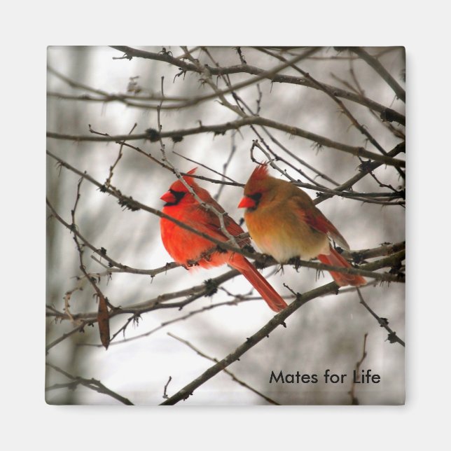 Cardinals Magnet (Front)