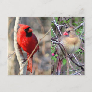 Cardinals Nature Postcard