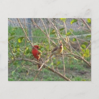 Cardinals Postcard