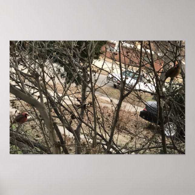 Cardinals Poster (Front)