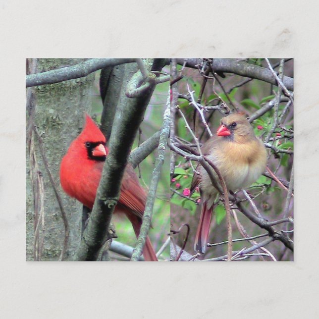 Cardinals ( Spring ) Postcard (Front)