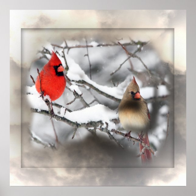 Cardinals Winter Scene Poster (Front)