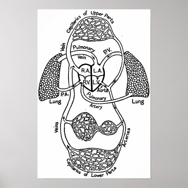 Cardiovascular Medical Diagram Poster (Front)