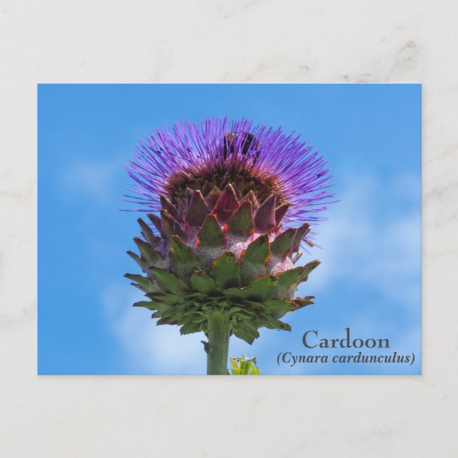 Cardoon Flower Postcard (Front)