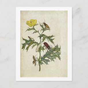 Cardos Spinosus: Beetles and Caterpillars, plate 6 Postcard