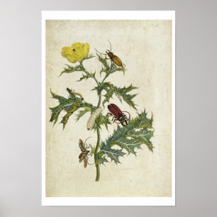 Cardos Spinosus: Beetles and Caterpillars, plate 6 Poster