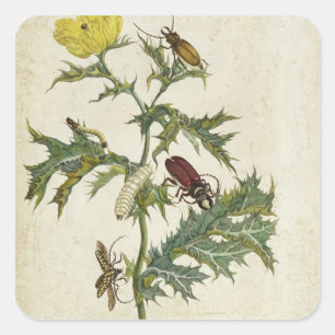 Cardos Spinosus: Beetles and Caterpillars, plate 6 Square Sticker