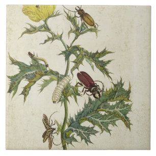 Cardos Spinosus: Beetles and Caterpillars, plate 6 Tile