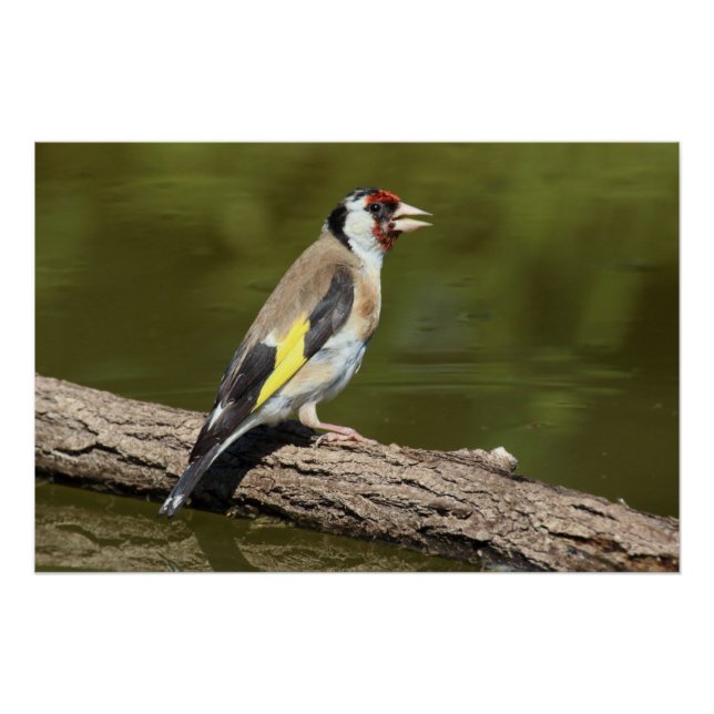 Carduelis carduelis poster (Front)
