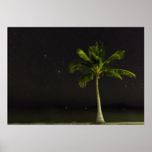 Cardwell Palm Poster