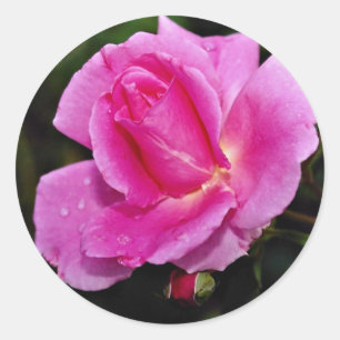 Carefree Beauty Shrub Rose 'Bucbi' White flowers Classic Round Sticker