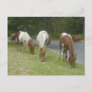 Carefree Ponies Postcard