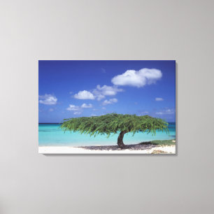 Caribbean, Aruba. Eagle Beach Canvas Print