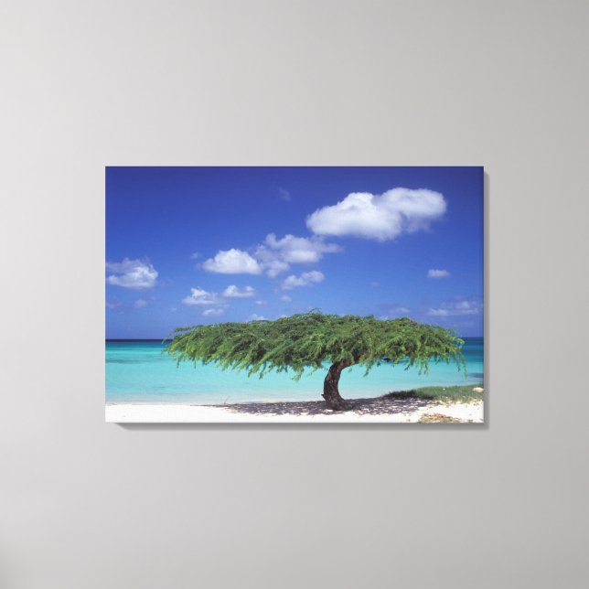 Caribbean, Aruba. Eagle Beach Canvas Print (Front)